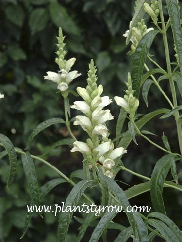 White Turtlehead (Chelone glabra)
The white flowers contrast against the dark green leaves. (September 23